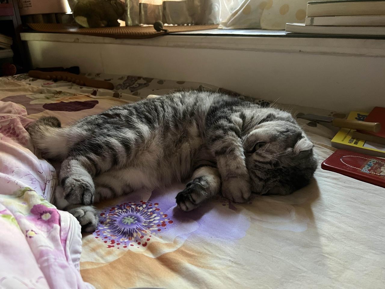 敢不敢晒晒你家猫咪睡觉姿势