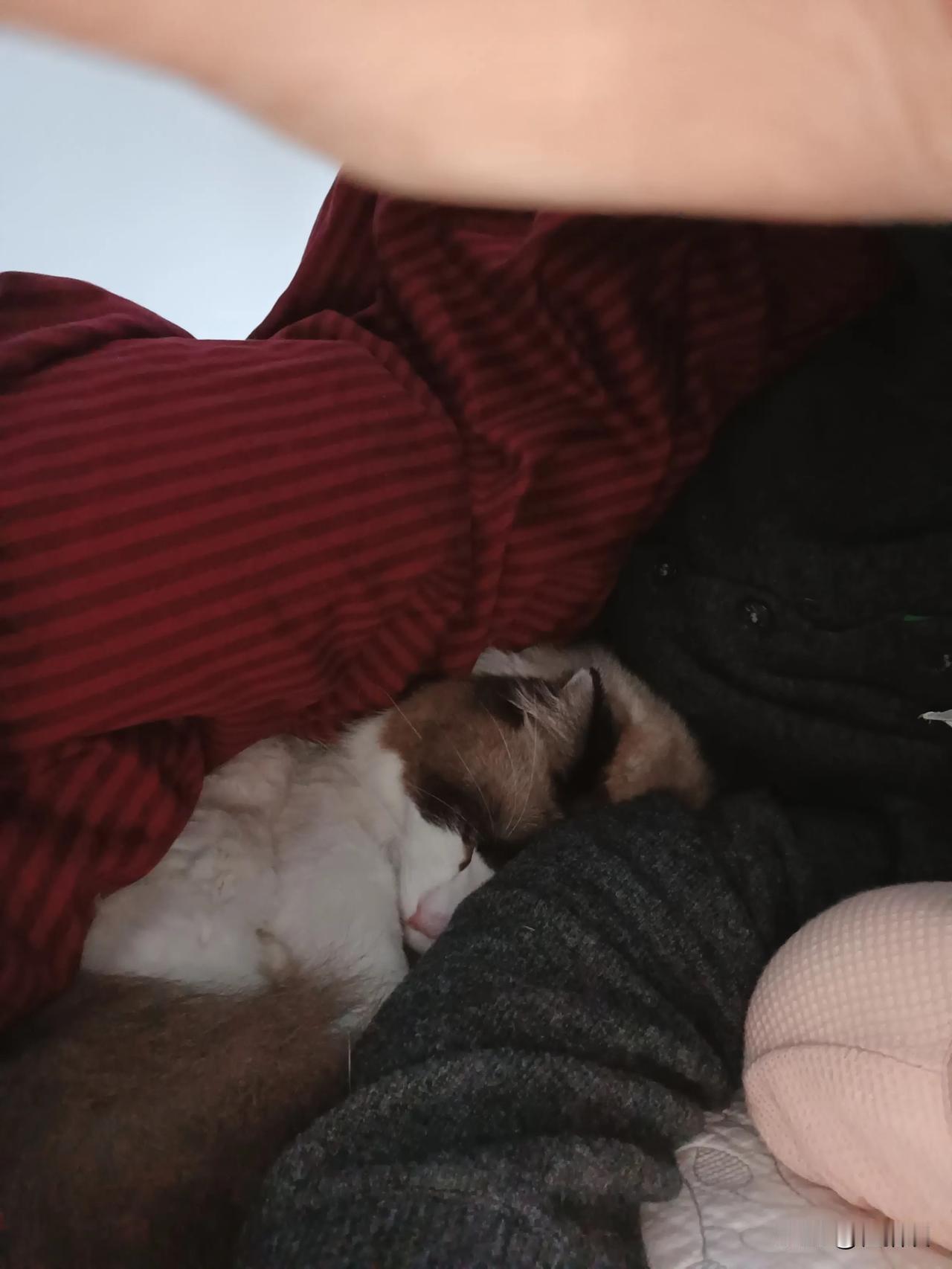 毛孩子第一次主动钻进被窝，有谁懂养猫人的快乐啊[捂脸哭]今天头晕目眩，脑鸣，躺床