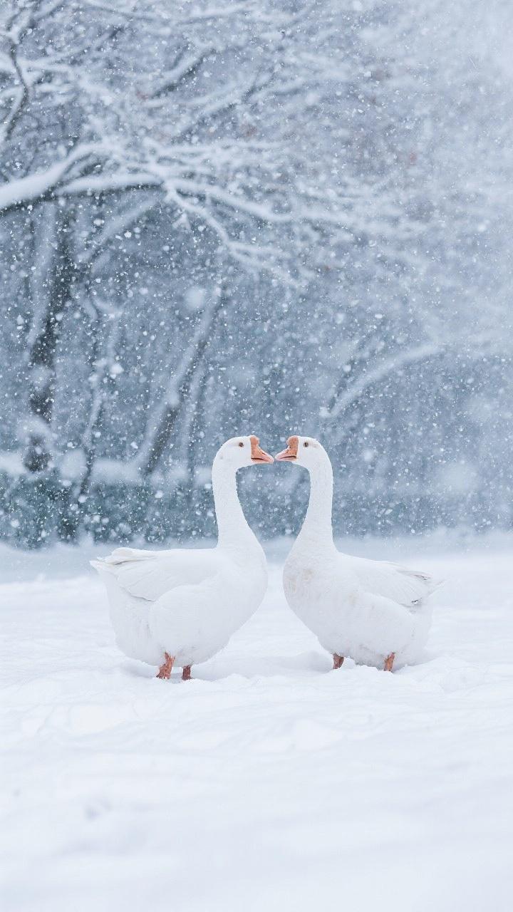 《河南下雪了》河南下雪了。朋友圈全是银装素裹，孩子堆雪人，狗子打滚，咖啡馆里