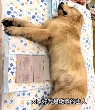 金毛李墩墩事件大结局：经相关部门协调，双方自愿达成协议，店家赔偿5000元私了，