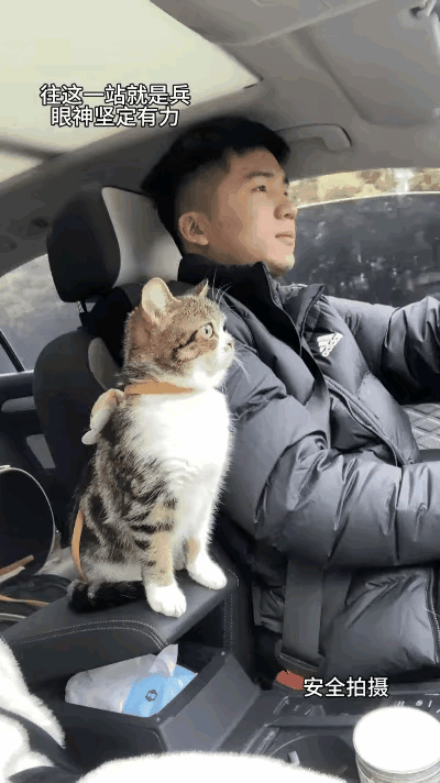 你看看这只猫，妥妥的主人专属副驾保安！大哥开车走到哪都带着它，猫咪乖乖蹲在旁边