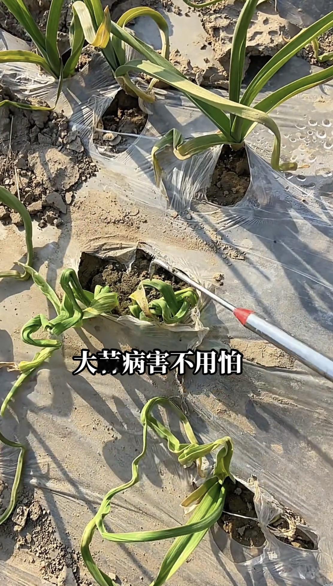 大蒜有病不用慌大蒜种植大蒜种植分享农业知识帮农民增产增收