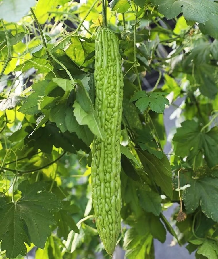 苦瓜种植方法：一、选种与催芽：选择饱满、无病虫害的苦瓜种子，用温水浸泡6-8小时