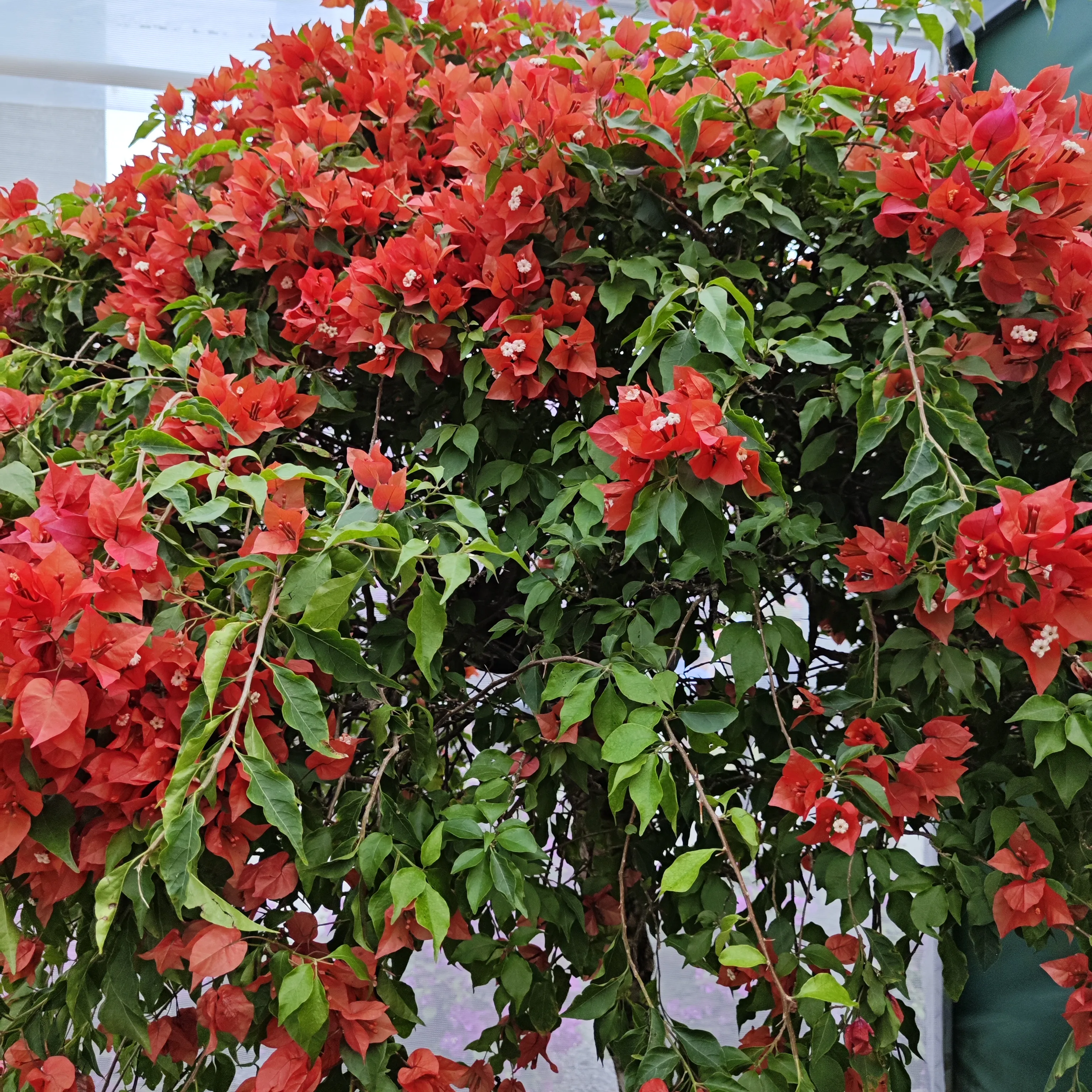 深圳莲花山公园赏勒杜鹃花
