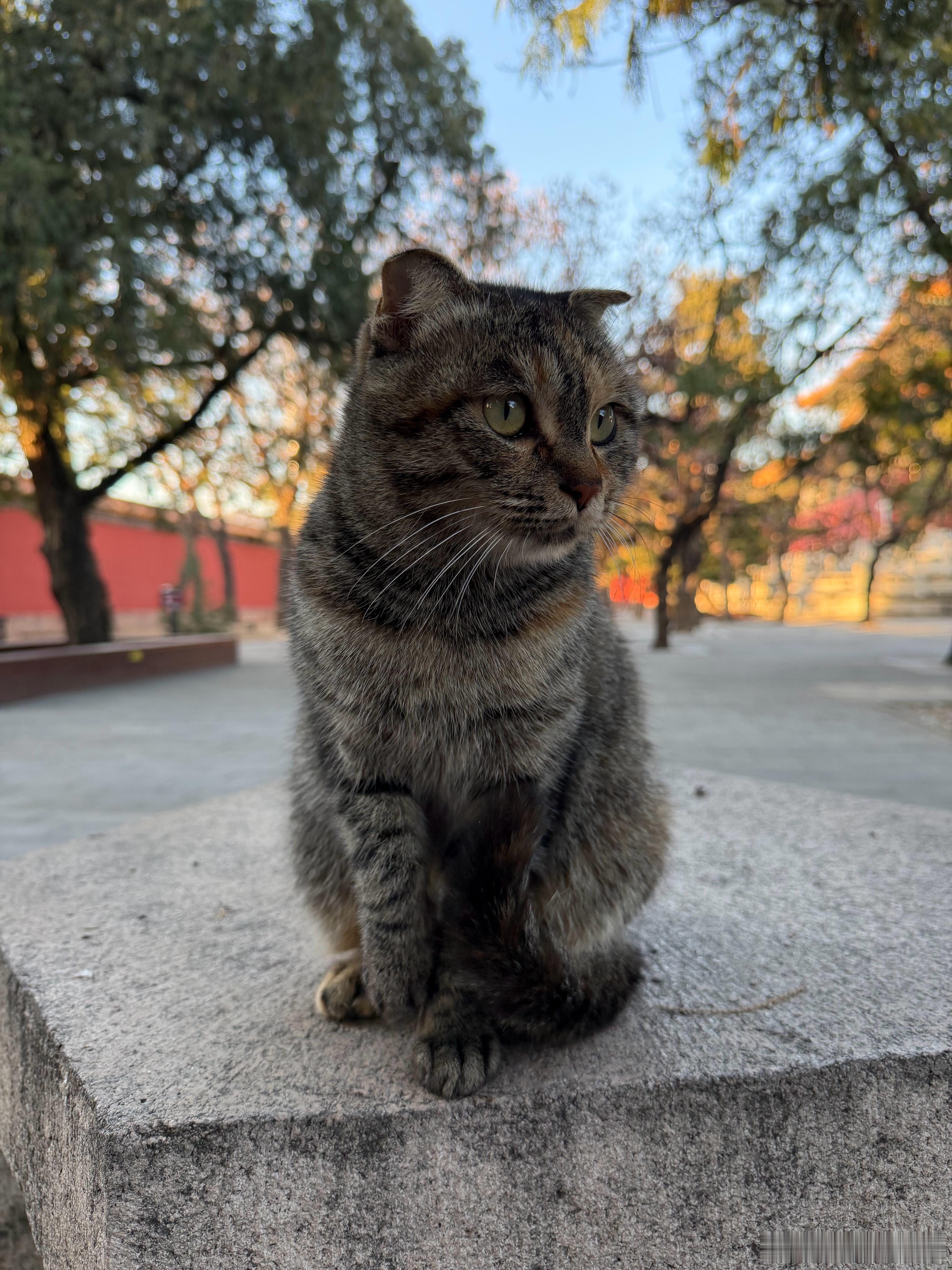 长陵的陵猫，可爱