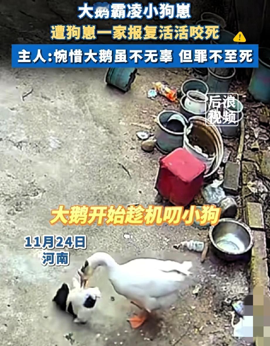 自家大鹅霸凌小狗崽，惨遭狗妈带队“复仇”致死！河南这事儿看着解气，细想却藏着