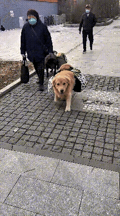 这只狗真的没白养！主人走到哪它跟到哪，背上驮着东西也不偷懒，走得稳稳当当的。看着