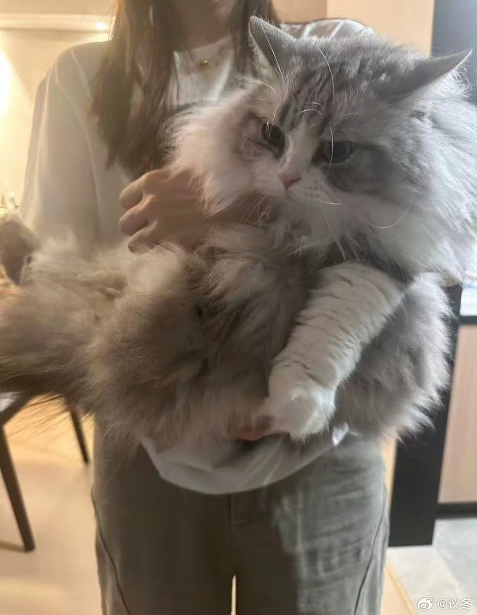 无畏的猫真的太太太大了无畏的猫体型突破想象，别人家猫软萌它直接霸气侧漏，这反差