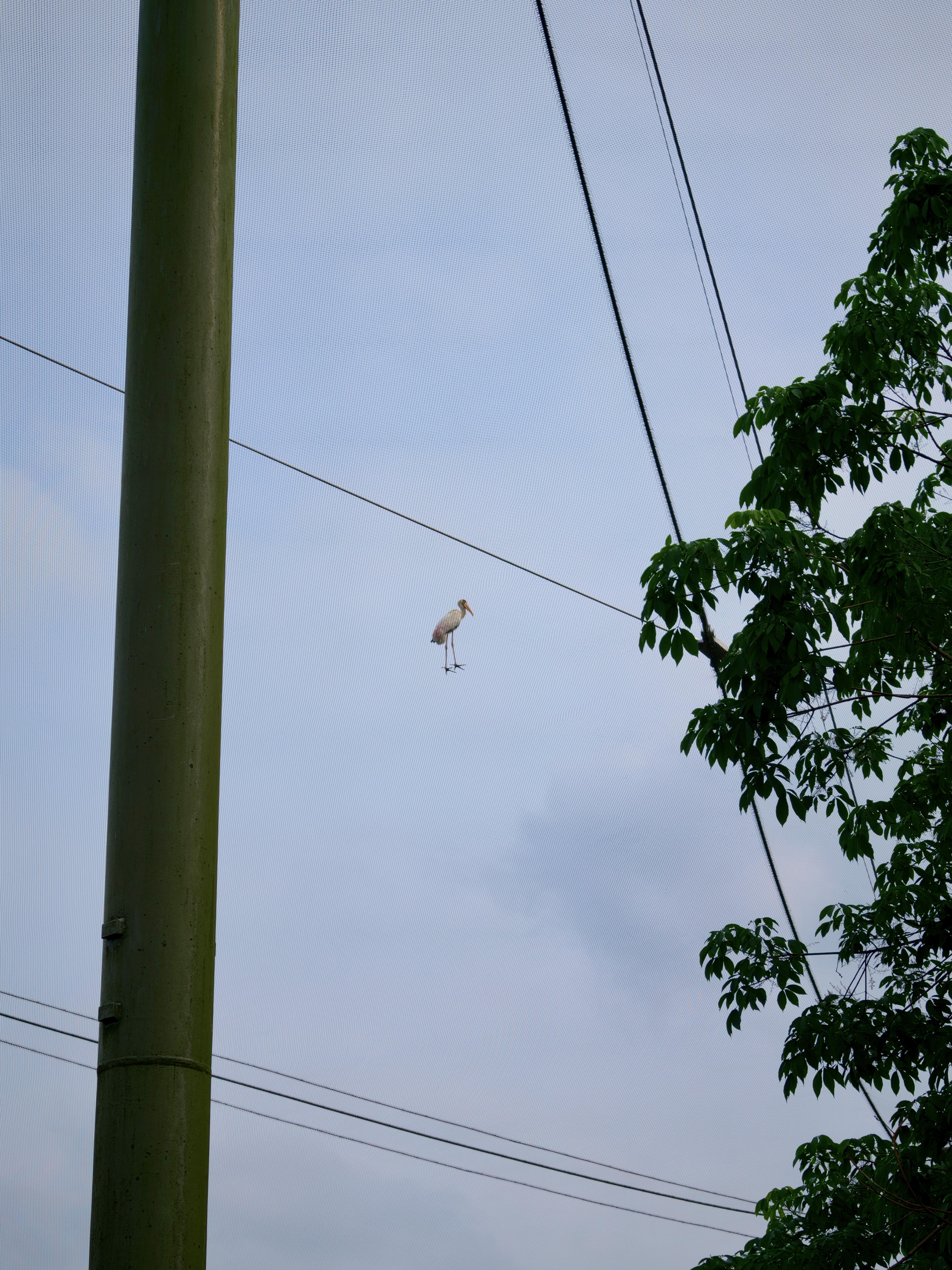 这只鸟看起来像是站在半空中。