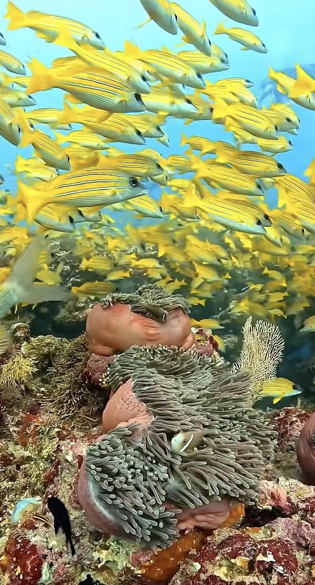 五彩缤纷的海底世界，潜水爱好者的天堂😍海底世界风景海底美景