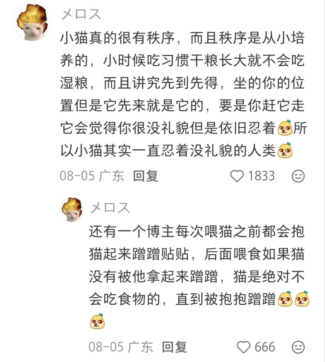 我被小猫的秩序惊呆了