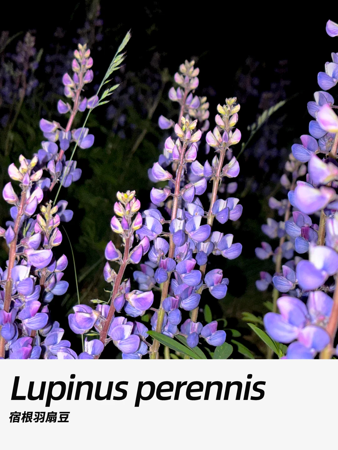 带你每天认识一种花材402｜宿根羽扇豆