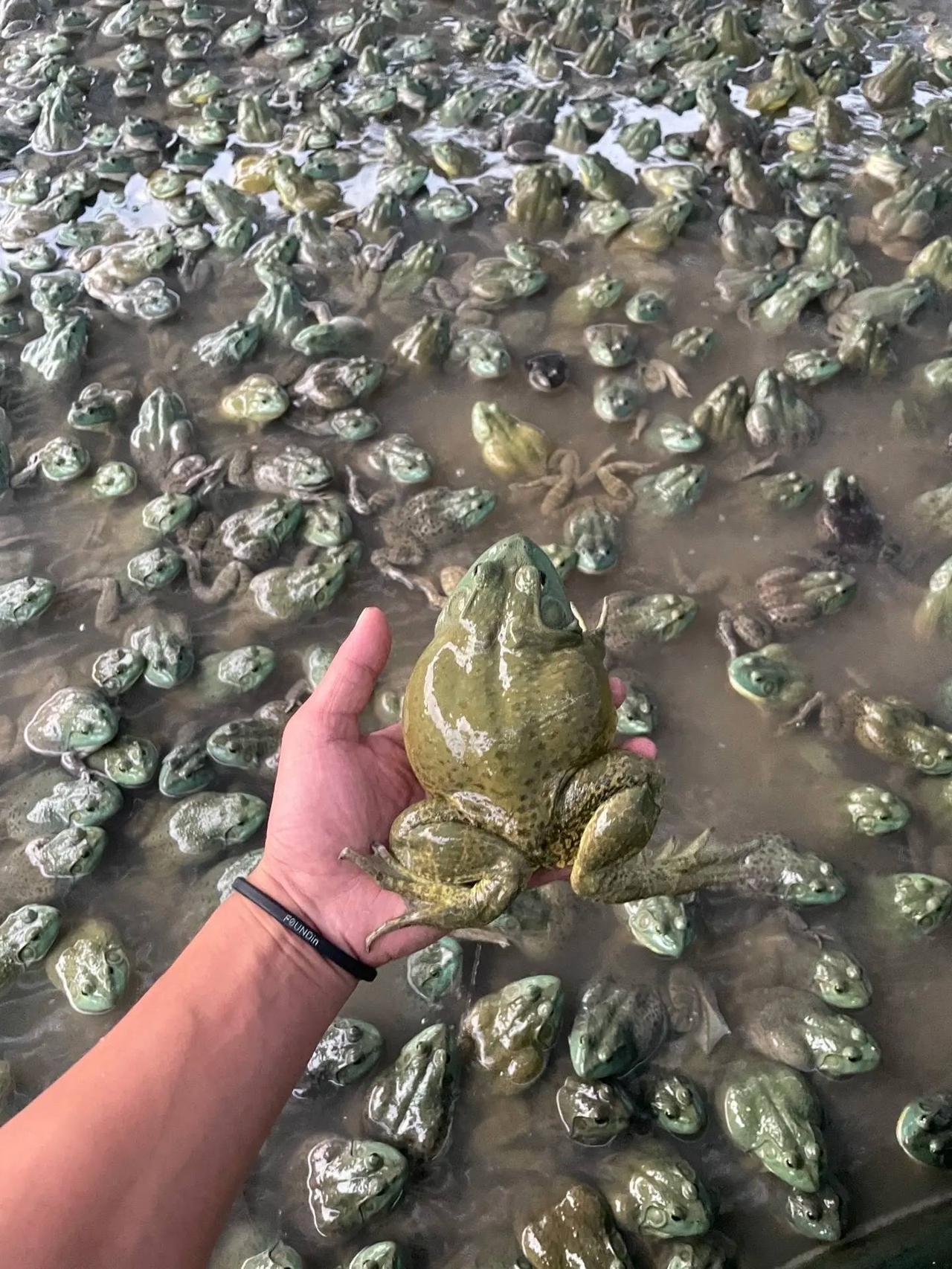 别再只盯着牛蛙了！几乎所有养殖肉都在用抗生素，业内早已是常态最近福建牛蛙抗