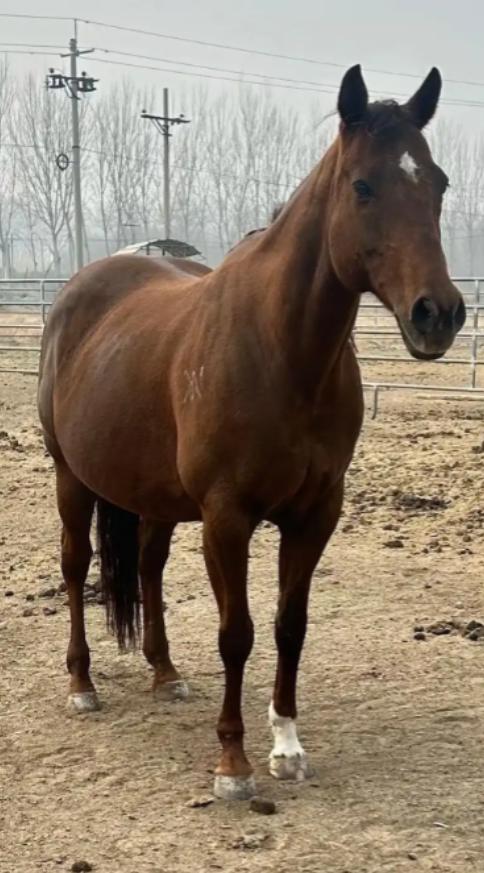 中国每年要宰掉470万匹马，可咱在菜市场、餐馆里压根见不着马肉的影子，没人买