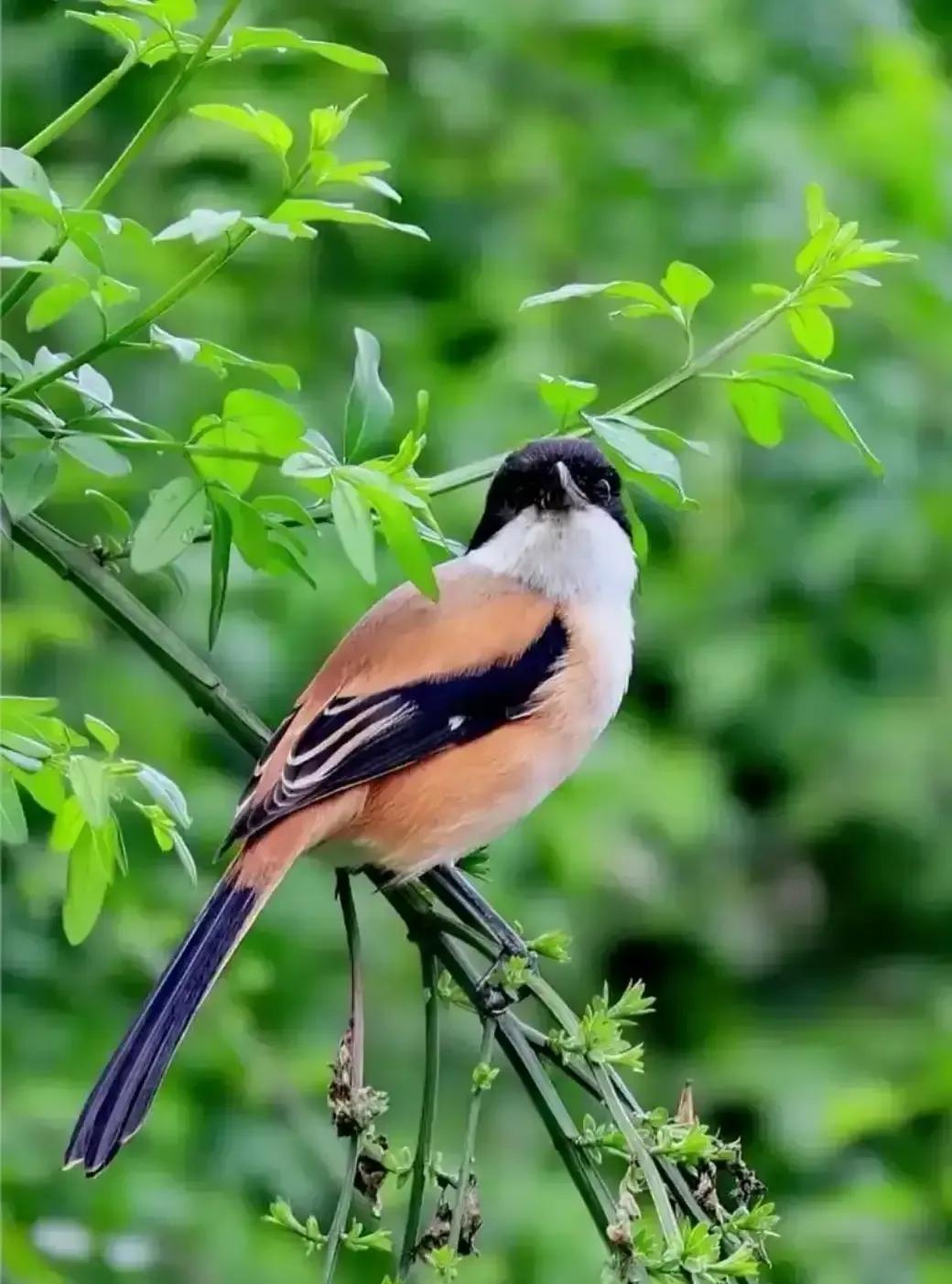 爸爸被娃告状说在跟别的女人打电话，妈妈当场血压拉满，连晚饭都忘了加盐。我隔着屏