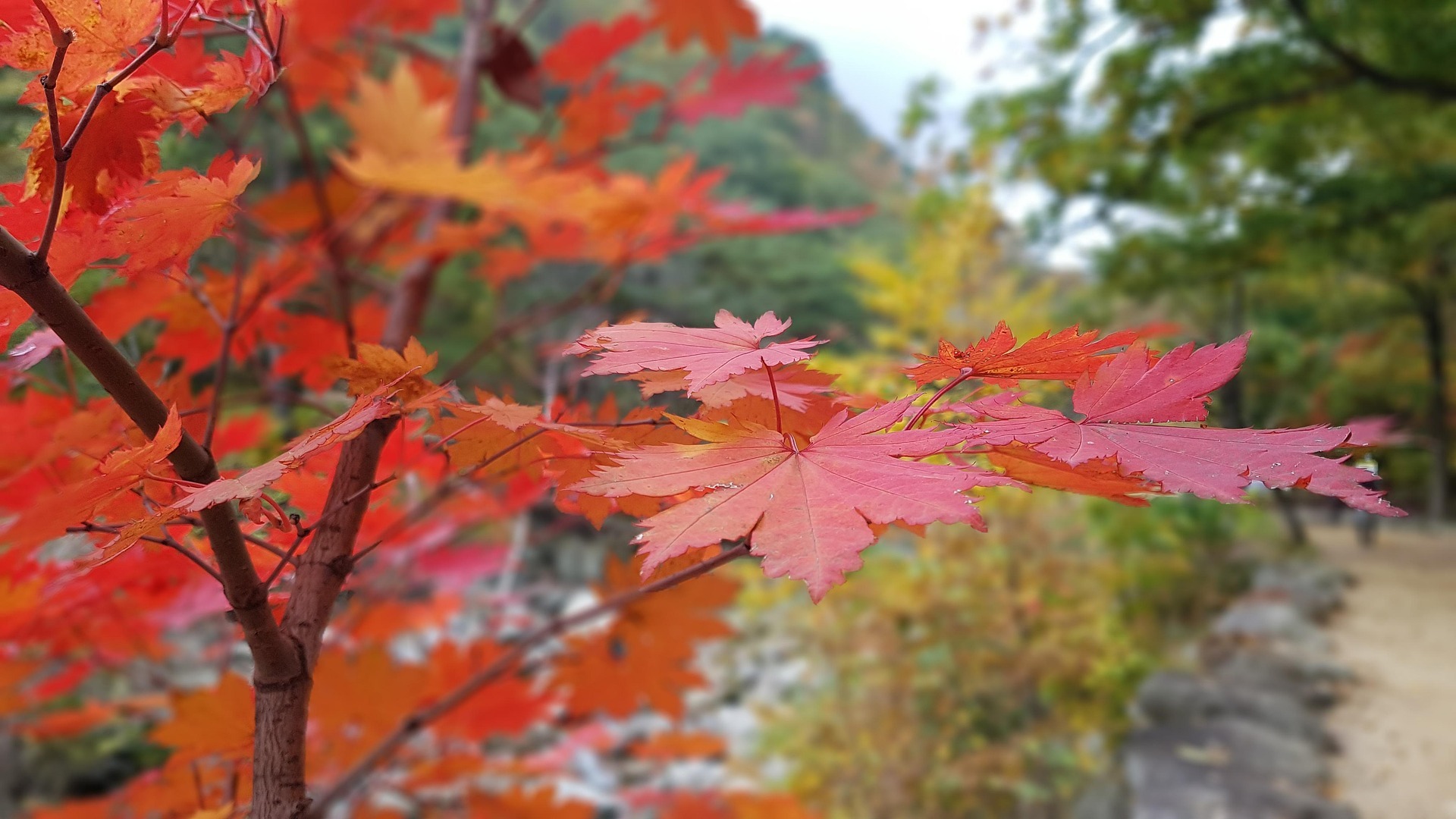 平湖秋水浸寒空，古木霜飞落叶红。——憨山大师《山居》​​​