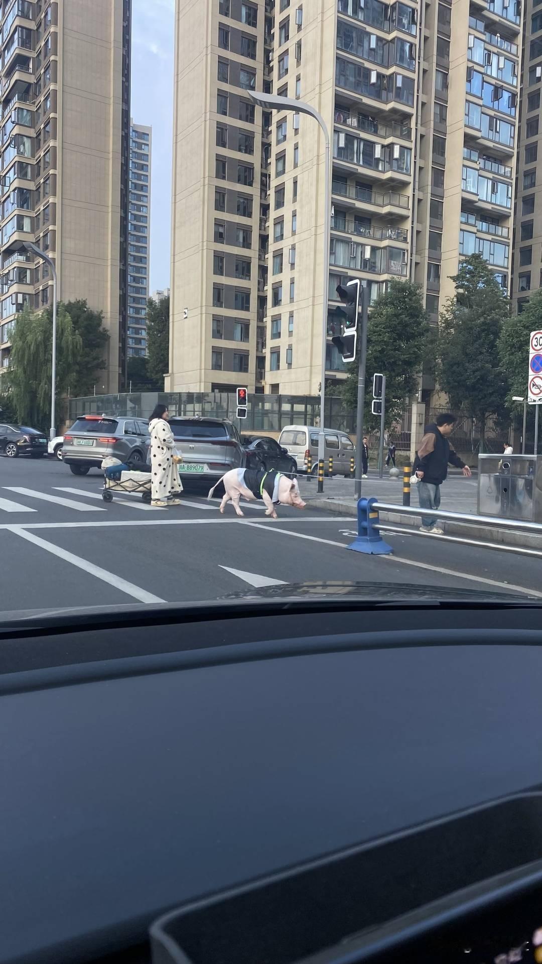 成都街头，一对情侣牵着130斤的大白猪逛街，引来无数目光。这究竟是宠物新宠，还是