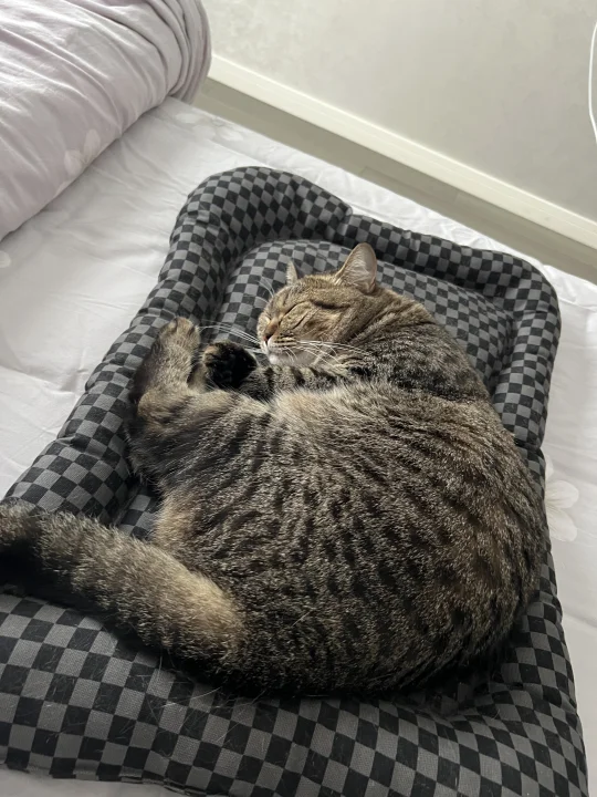 老是忍不住要去打扰猫睡觉