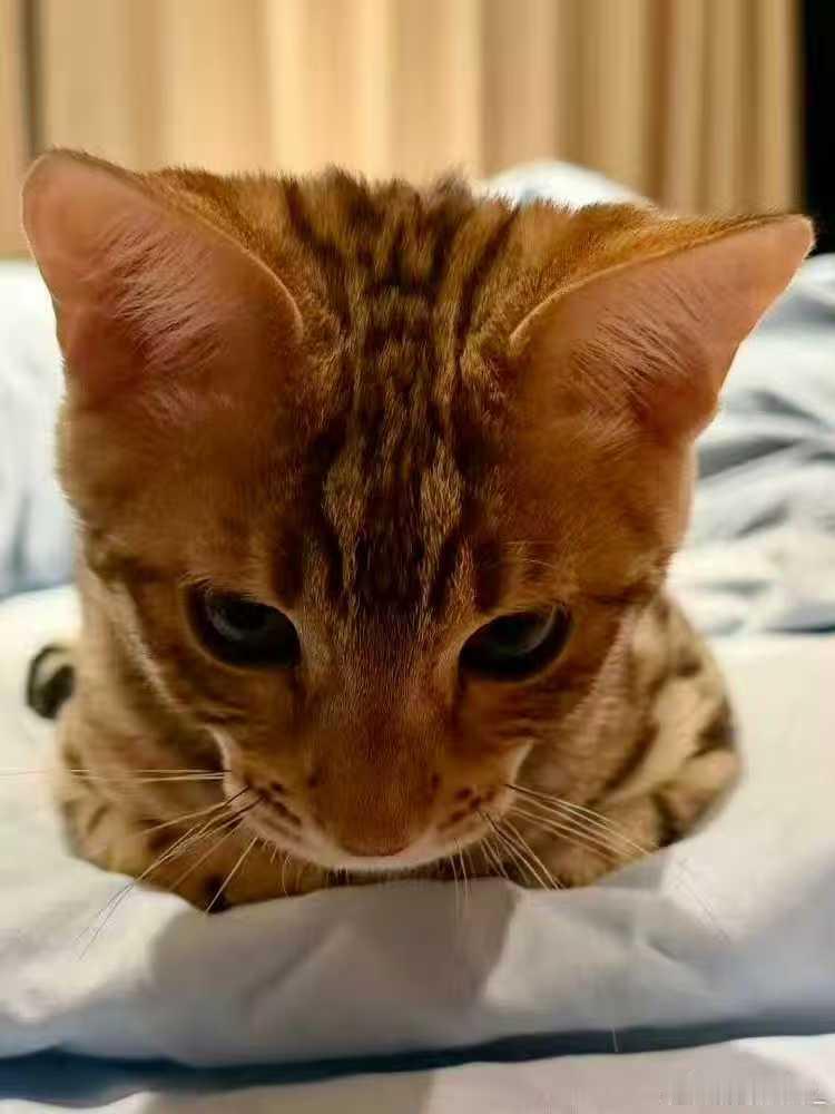 梓渝梓渝的养猫日记梓渝和他的喵星人梓渝:豹猫哥哥是“大鱼”，阿比弟弟是“小十一