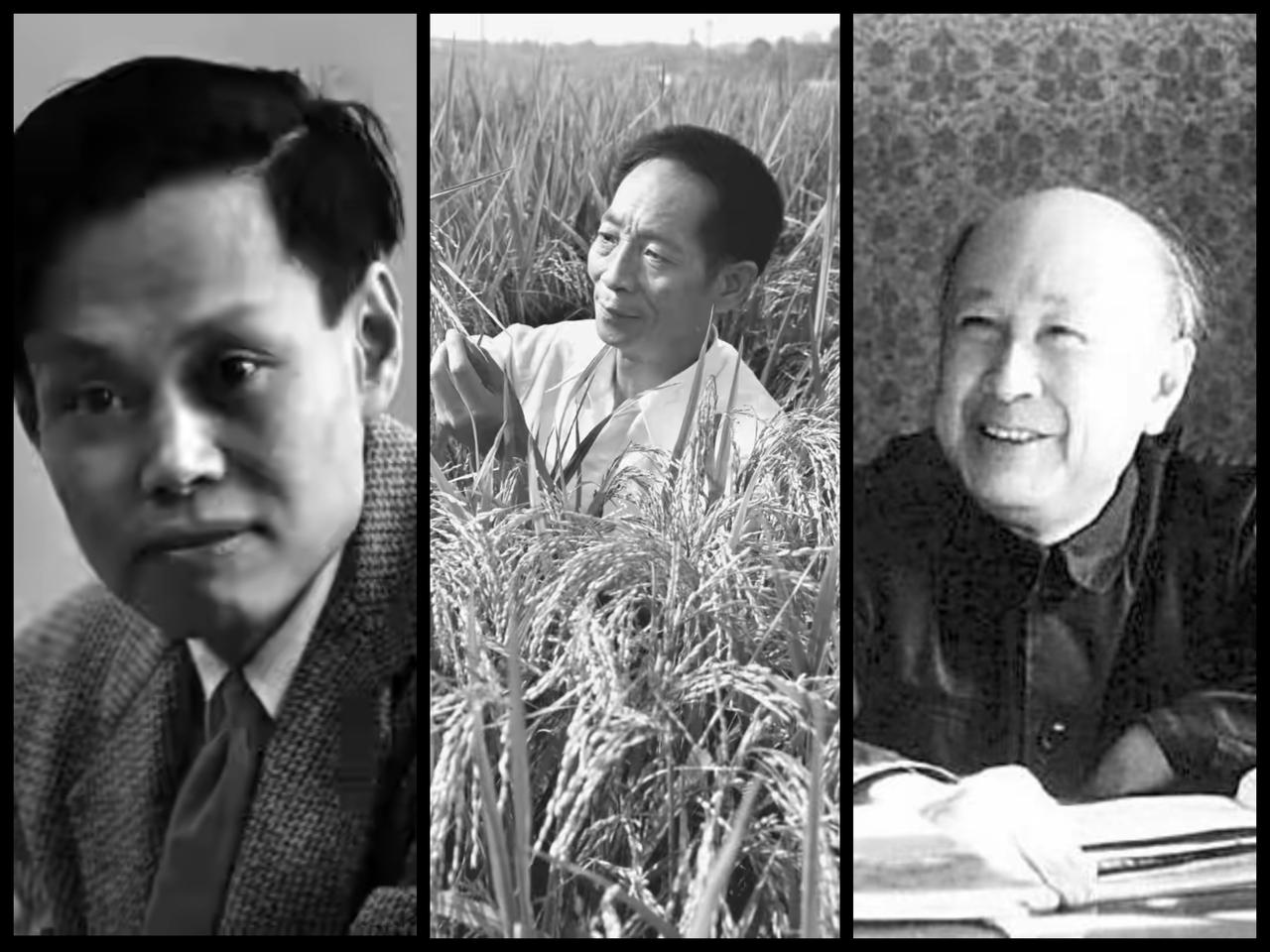 说真的，钱老与袁老的成就，估计再过五十年，或许很难有人达到他俩的高度。至于老杨