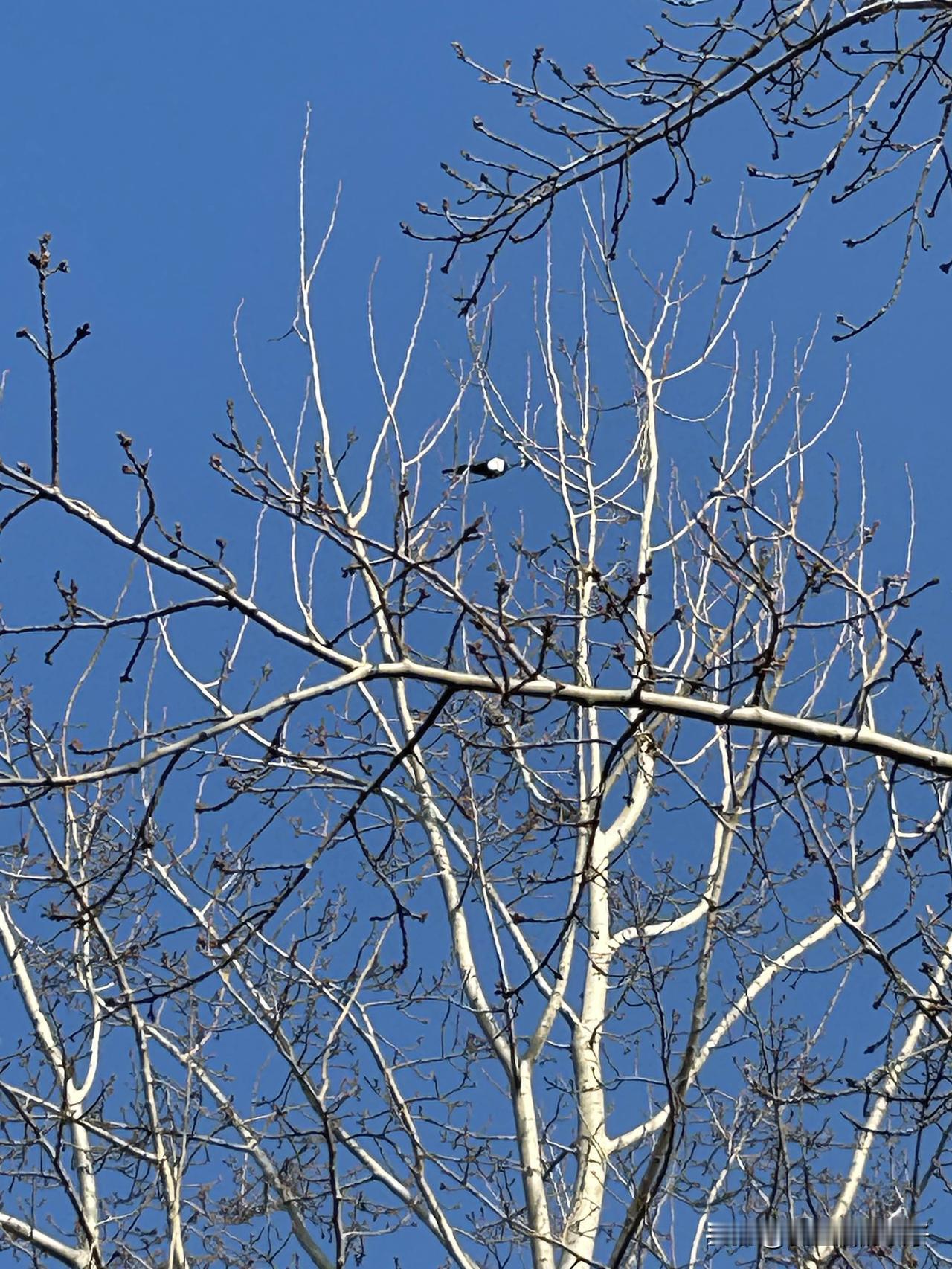 确诊糖尿病,胖点好还是瘦点好?一般大夫都希望糖尿病人不要太胖！因为肥胖会加
