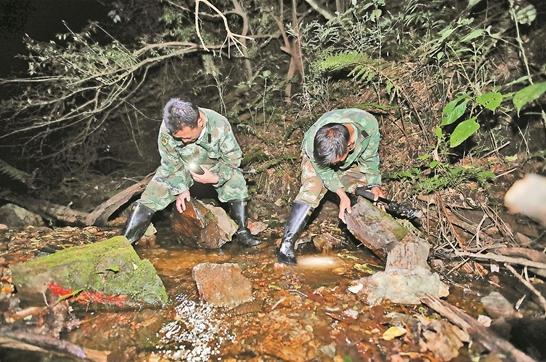 云南神秘山林惊现长满尖刺、双眼泛着绿光的奇异生物，只要它扯着嗓子吼上一声，方圆之