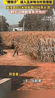 “这狍子成精了吧！”辽宁一大哥去地里看玉米，迎面撞见只在地里瞎逛的狍子。大哥怕它