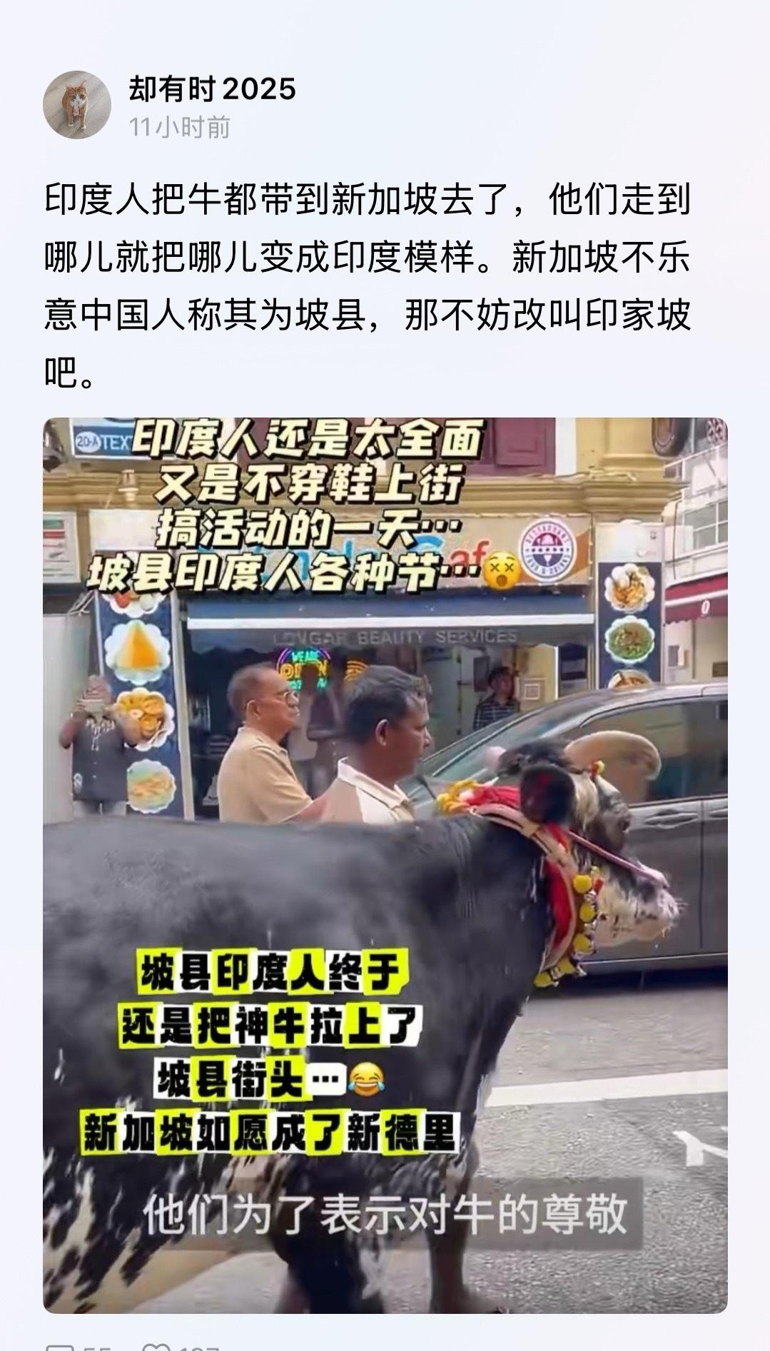 印度人把牛带带到新加坡了，不过，新加坡这个国家没有农村，牛来了能干啥啊？