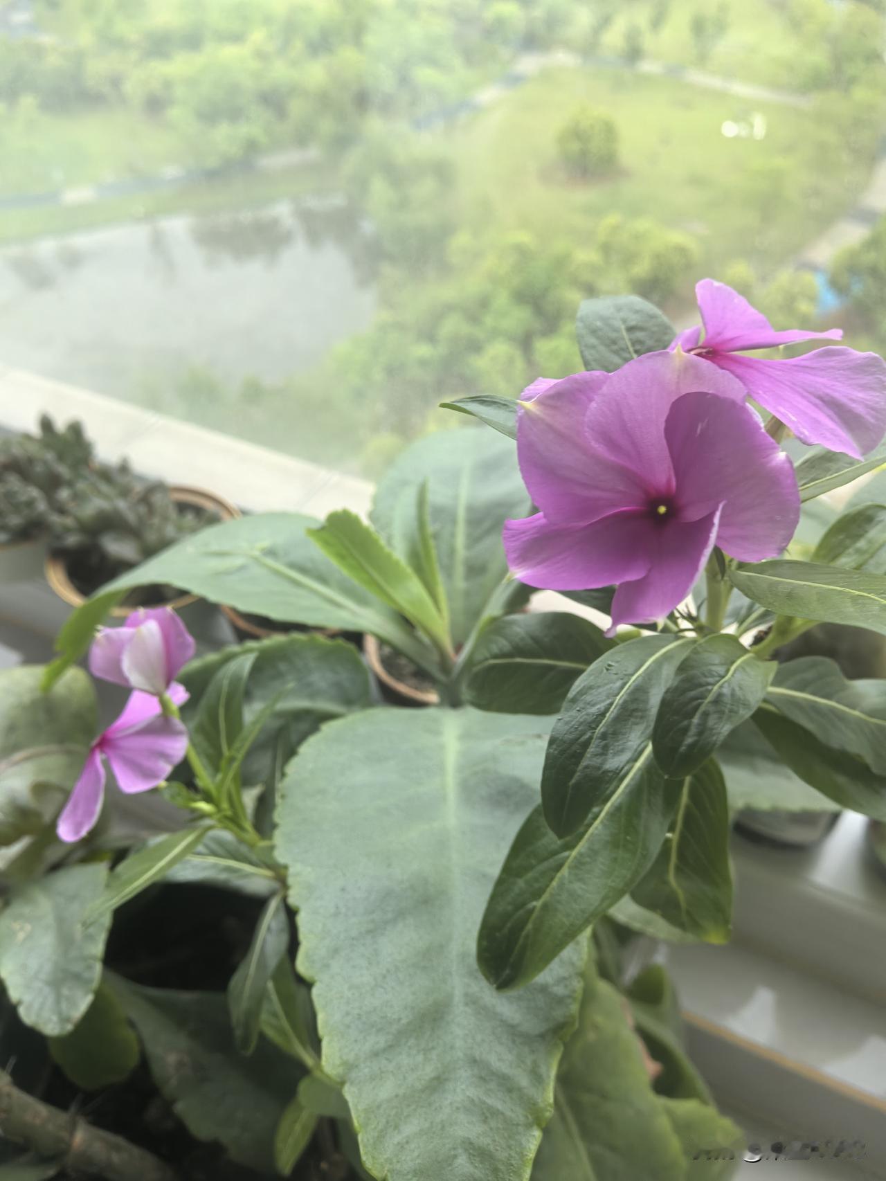 我把阳台大落地窗边的位置擦得一尘不染，磁砖像是刚刚出厂的。我再把黄色的懒人沙