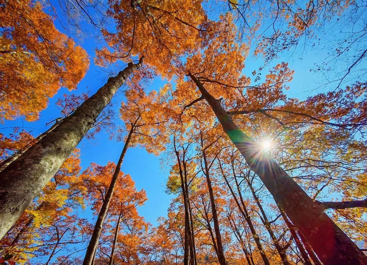 谁没为光雾山的红叶疯过啊！🍂刚去光雾山徒步完，原以为只是普通看秋景，结果一进