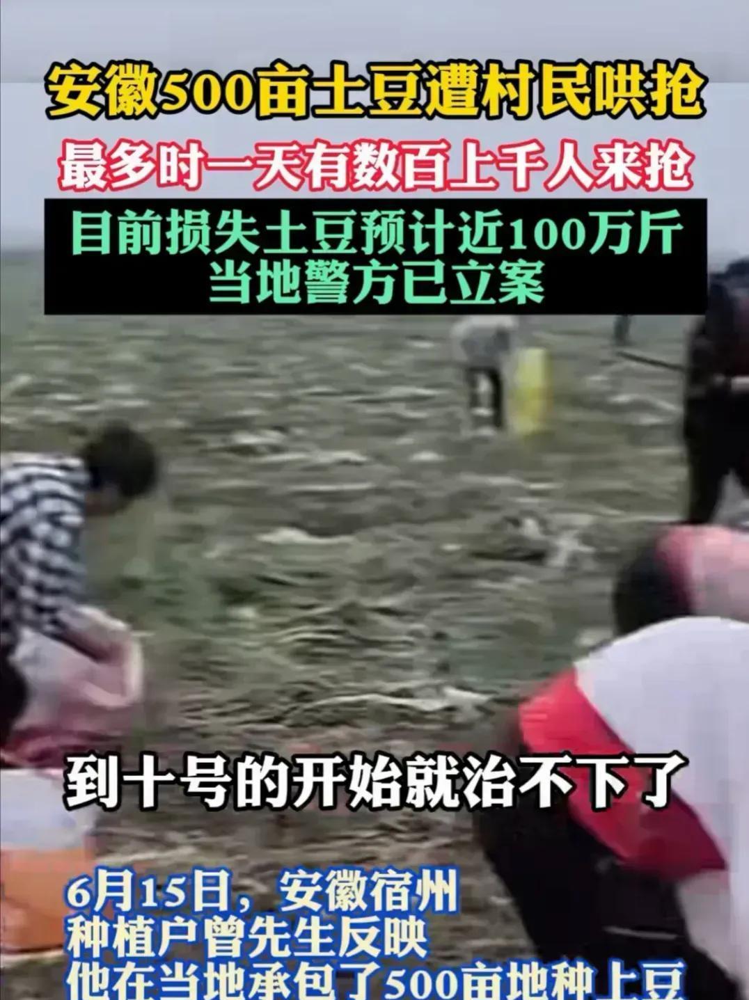 500亩土豆遭哄抢，该不该曝光？2025年了，还发生这种事情。太令人震惊！我