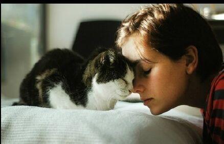 不如爱上一只猫。