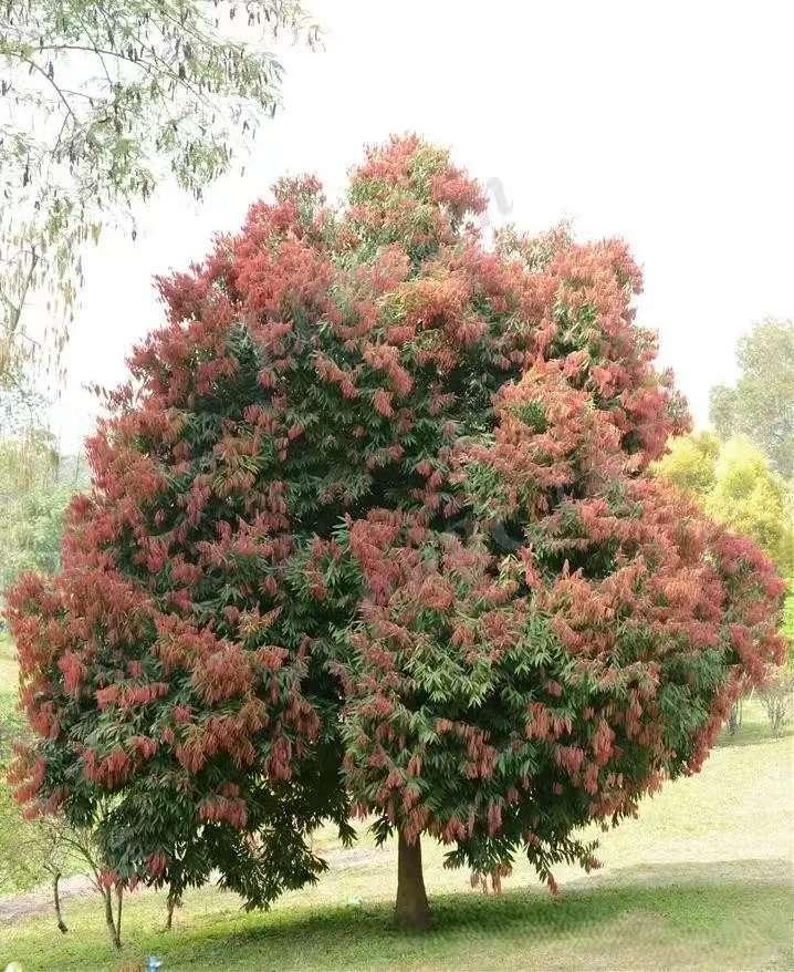 种树抵工资？别信快钱神话，返乡真得熬十年。最近村头老李卖了三棵楠木（如闽楠或