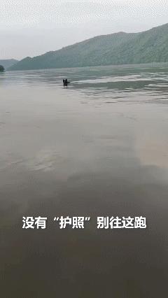 “熊出没照进现实了！”近日，一只黑熊偷偷从黑龙江对岸的俄罗斯游到中国，渔民看到后