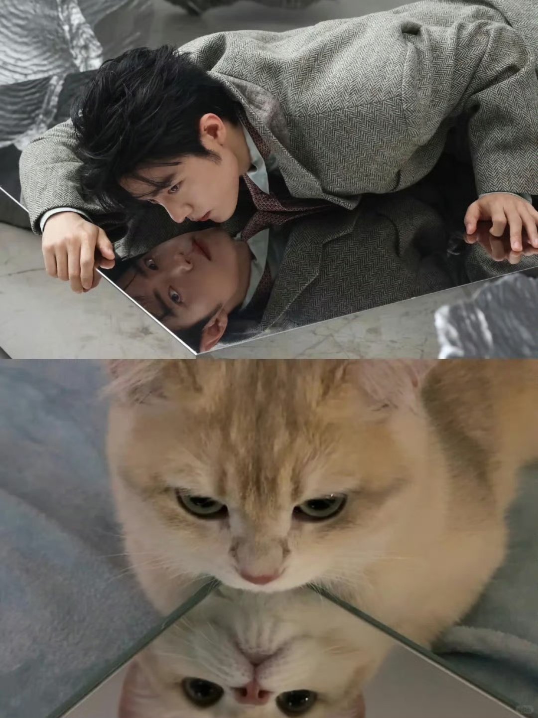猫猫届最萌战神肖战驾到～～～还不速速来舔[爱心][爱心][爱心][爱心]#肖战就这样cos猫咪摔倒#