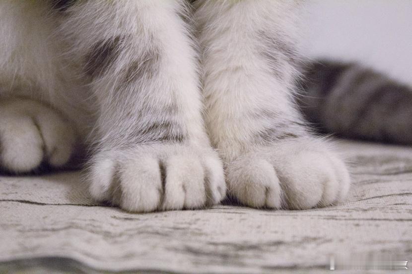小猫的脚原来这么臭养猫的朋友都知道，把脸埋进猫咪的小爪子里，闻到的是一股爆米花味