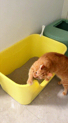 乖乖嘞！俺家俩小猫差别也太大了。橘猫就是妥妥猫界学渣，上完厕所啥也不管，光扒拉