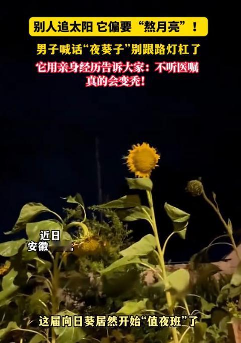 太好笑了！一朵向日葵大半夜不睡觉，偏要跟路灯死磕，结果现在肉眼可见地憔悴，都快秃