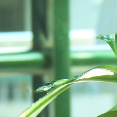 佛肚树（油桐海棠，块根小众盆栽）种植养护1. 配土上盆：多肉颗粒土+少量腐叶土，