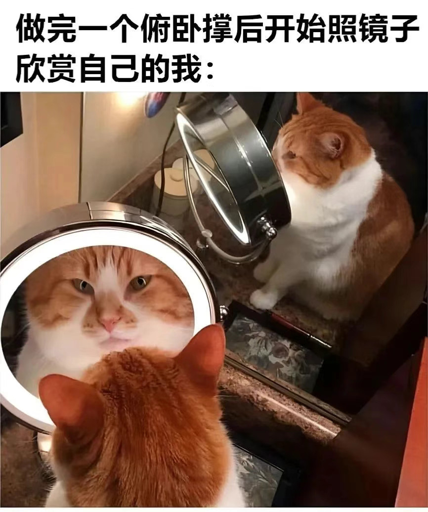 我是不会停止收集这种猫meme的​​​