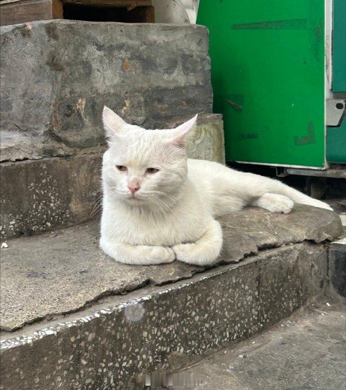 揣手的小猫好像有点忧郁啊。​​​