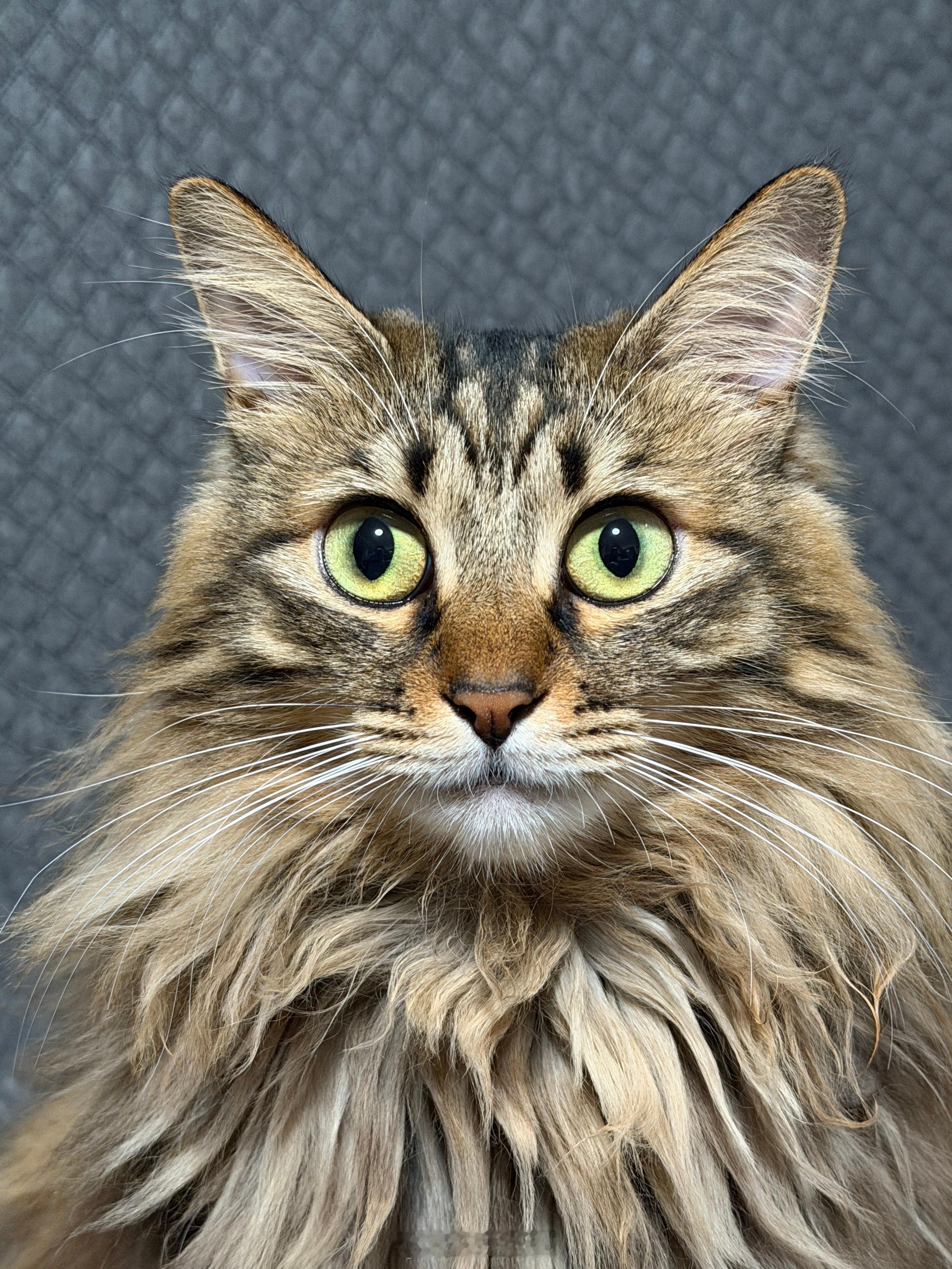 我家的“珍珠”猫…猫猫猫