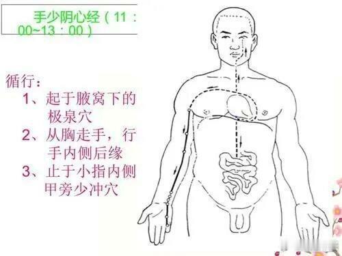 中医针灸知识：手少阴心经经脉循行：起于心中，出属心系（心与其他脏器相连系的部位）