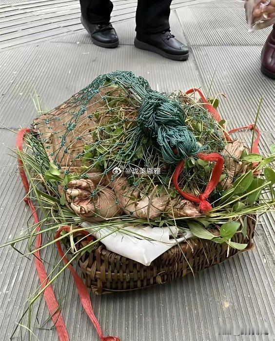 广州街头有人卖巨型“鳖王”，要价2000元！路人：吃了要遭殃