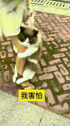 瞅瞅这只胆小的小猫咪，头一回跟着主人出门，直接吓得死死抱住大腿不肯撒手，看着又好