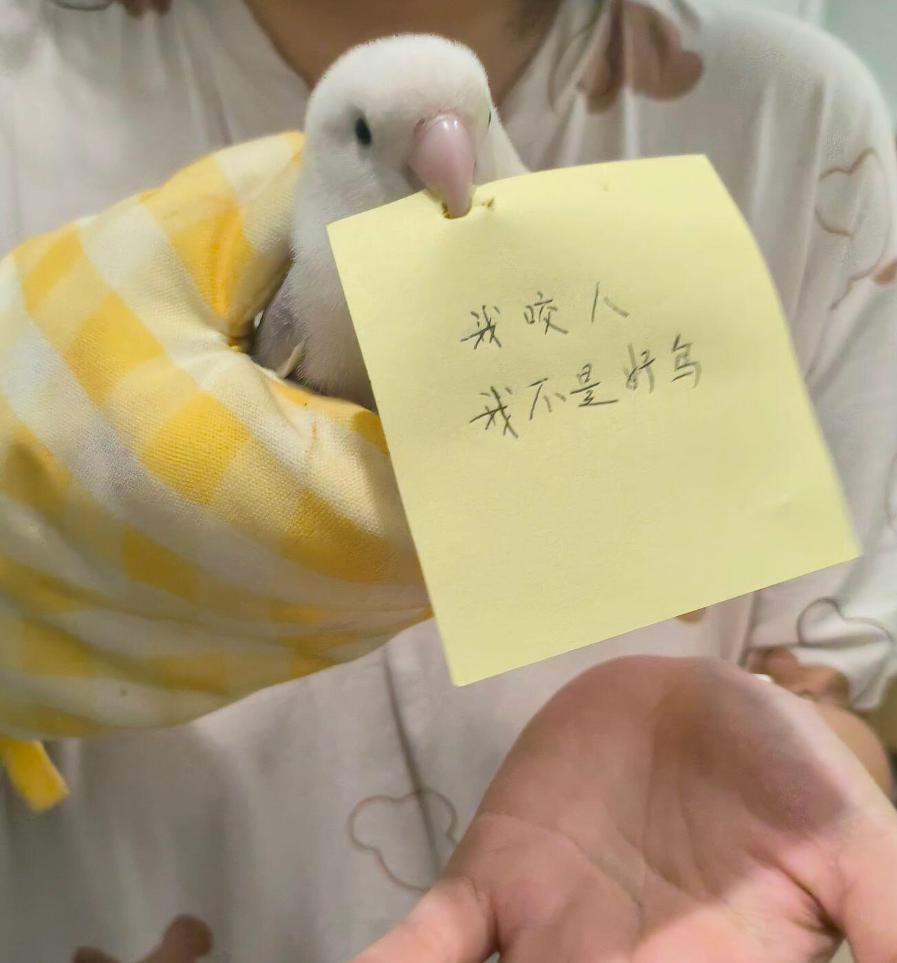 看样子犯罪嫌疑鸟很不服气啊！​​​
