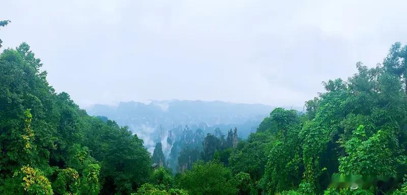 游张家界国家森林公园乘雾觅仙游，云深无处求。参天粗木古，漱石细泉流。鸟语常