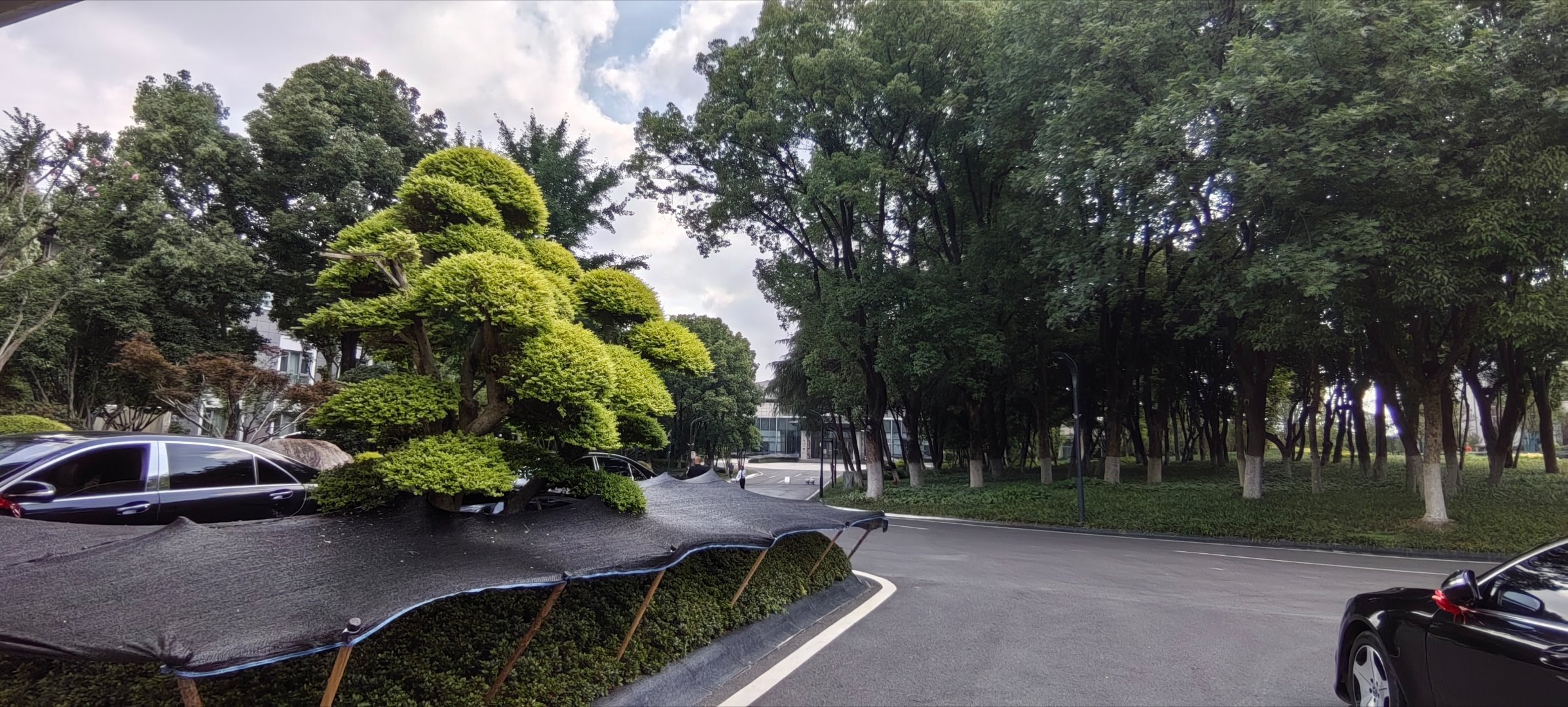 如今的合肥稻香楼宾馆，真是名副其实的园林式宾馆。