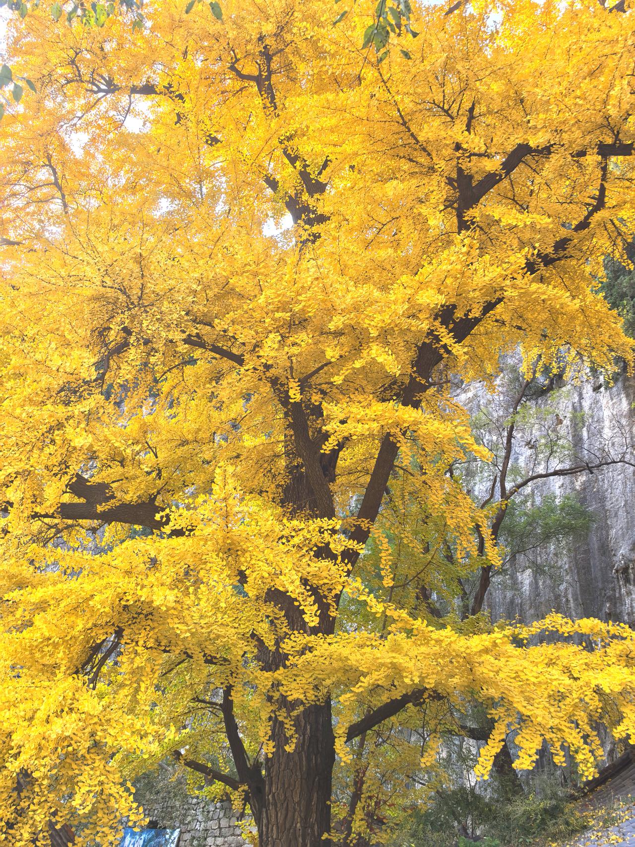 晒图笔记大赛秋风过处，800年风骨已斑斓成诗。随手记录美丽秋景记录白石洞银杏