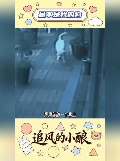 世间温情！走失整整一年的狗狗独自寻回，全家又惊又喜，仔细打量后却满心疑惑，越看越